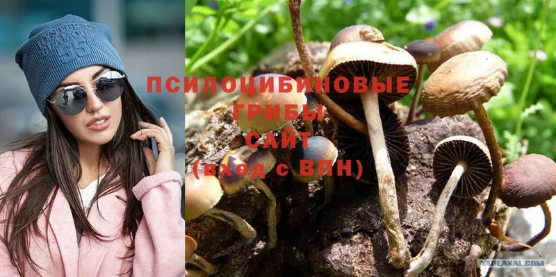 купить  сайты  Чехов  Псилоцибиновые грибы Magic Shrooms 